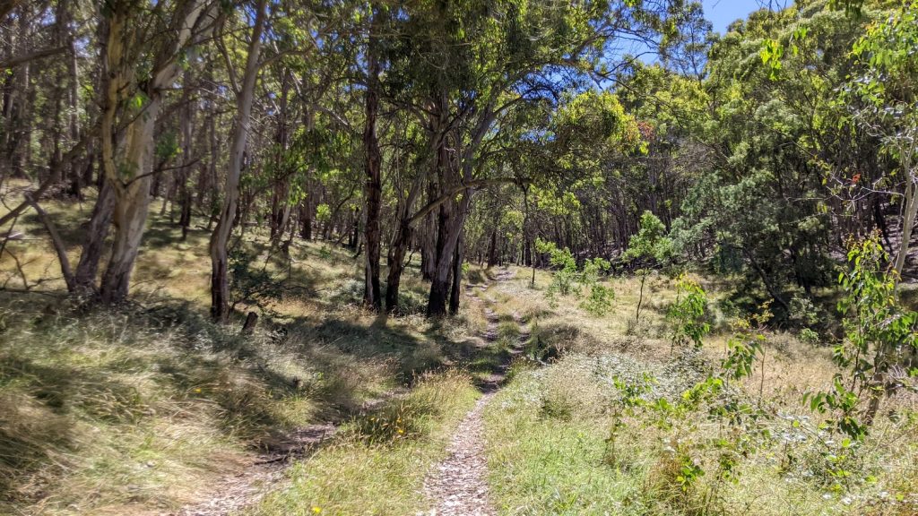 Oberon state forest