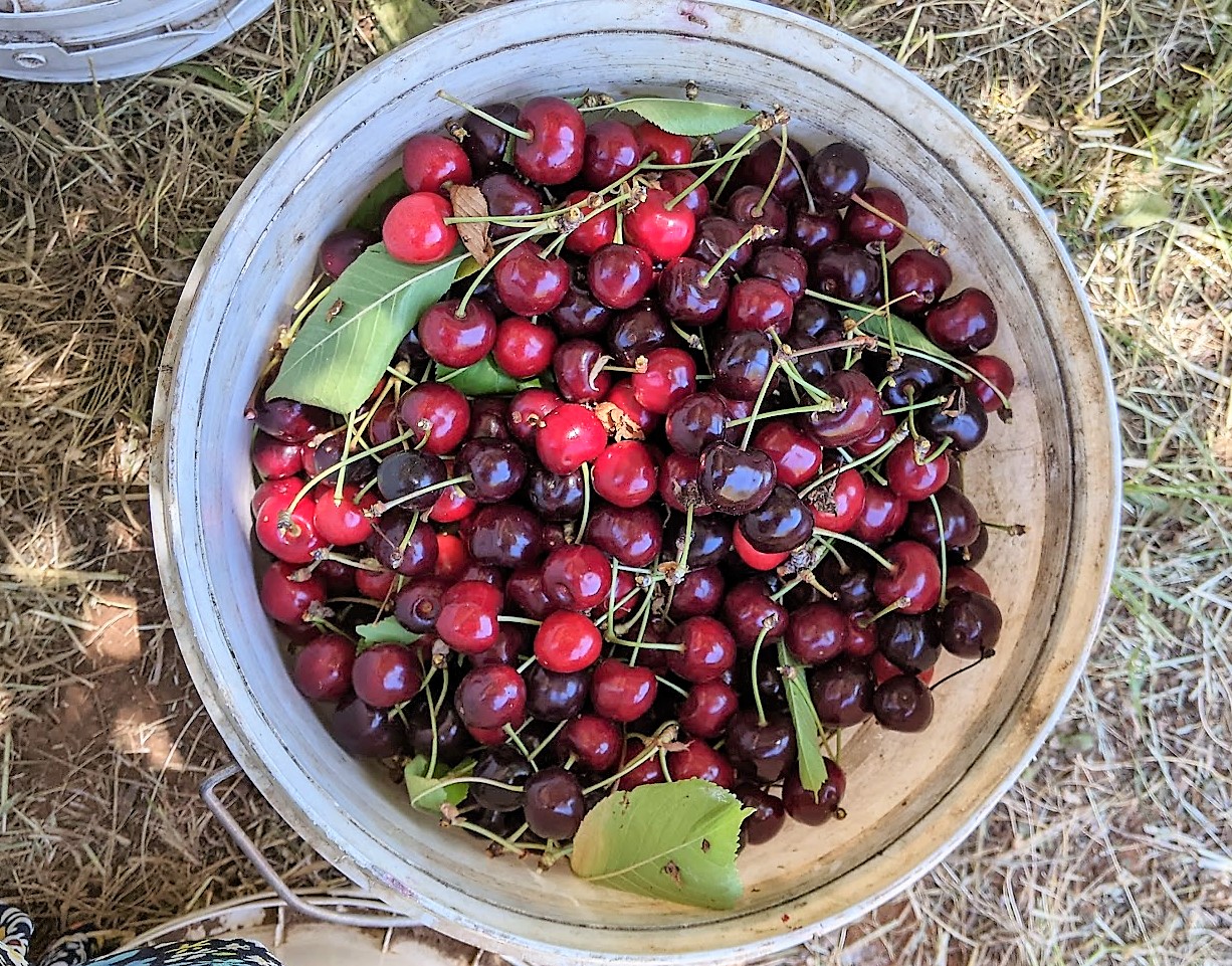 Cherries