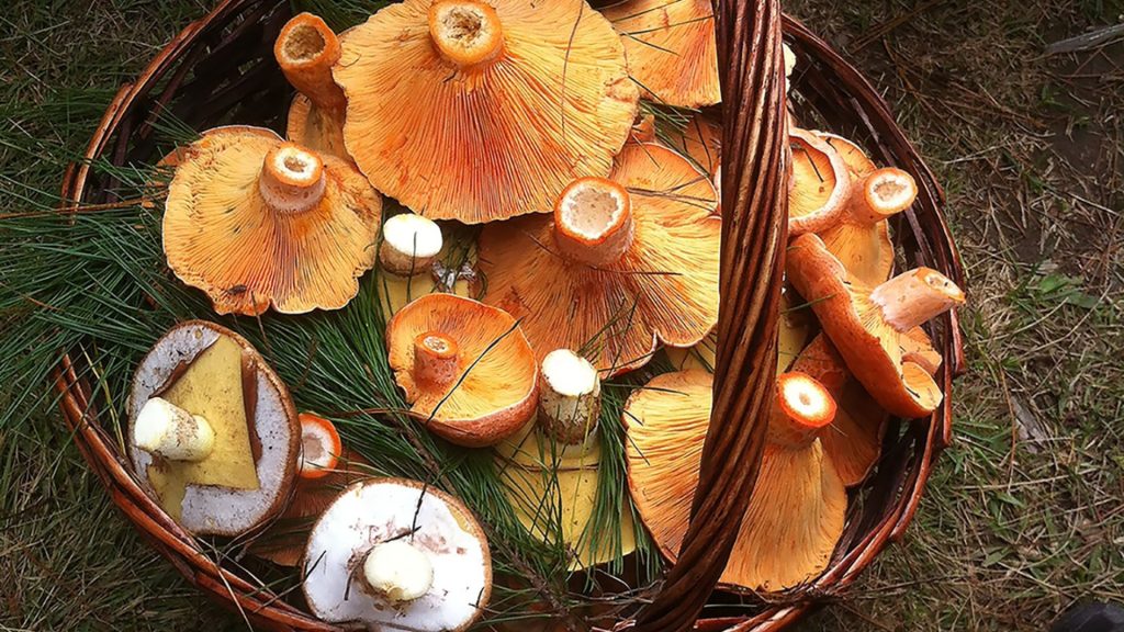 Foodie - pick mushrooms on Oberon