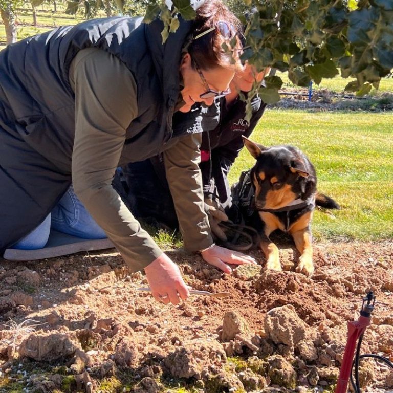 Truffle Hunting