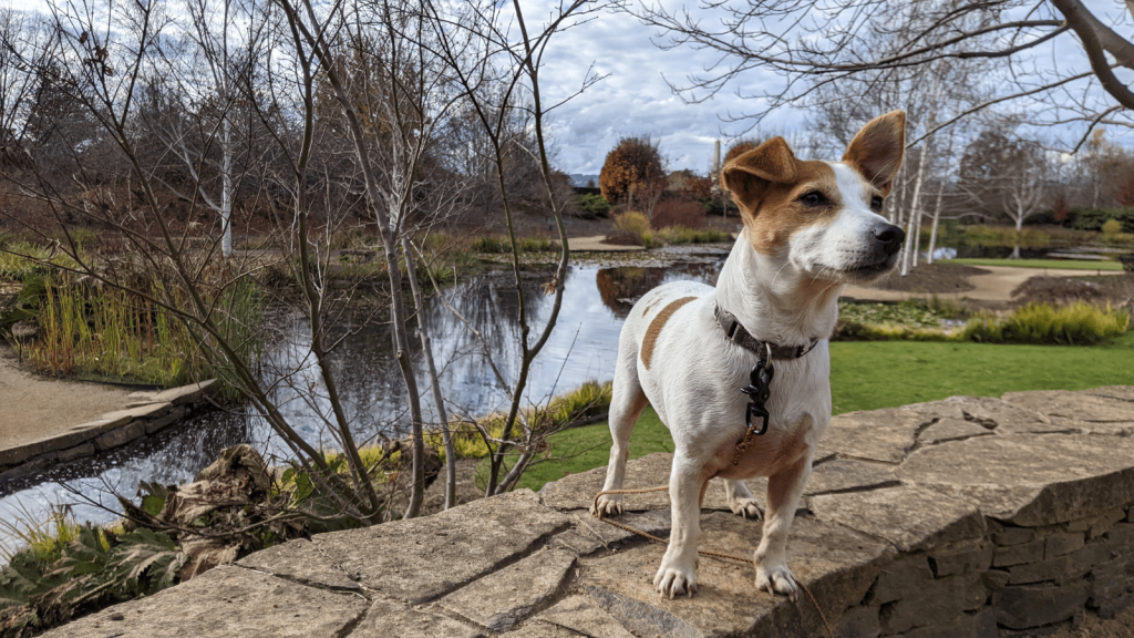 Dog-Friendly Things to Do in Oberon
