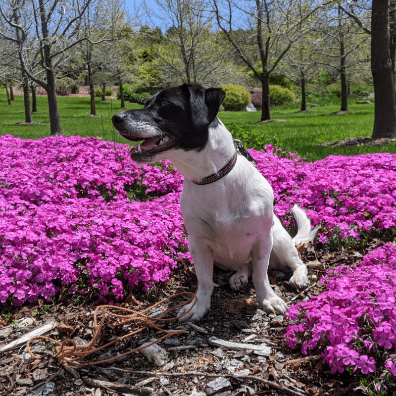 Dog-Friendly Things to Do in Oberon stay at Highlands Motor Inn